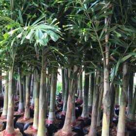 Giới thiệu đôi nét về cây cau đuôi chồn