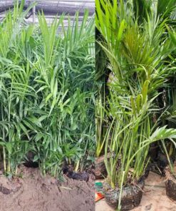 Cây cau Hawai Hướng dẫn cách trồng và chăm sóc cây cau Hawai