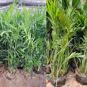 Hướng dẫn cách trồng và chăm sóc cây cau Hawai