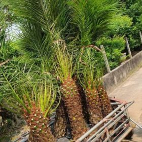 Tìm hiểu chung về cây cau nga mi