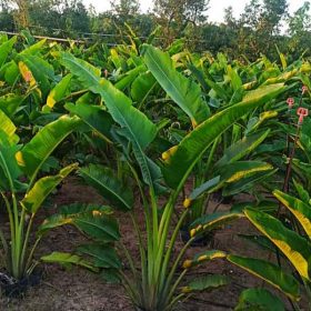 Thông tin cây chuối rẻ quạt bạn nên biết