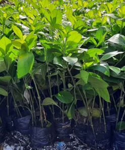 Cây ắc ó Mua cây ắc ó ở đâu?