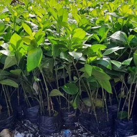 Mua cây ắc ó ở đâu?