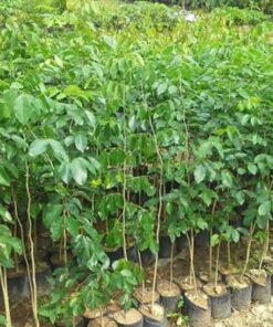 Cây gõ đỏ Cách trồng và chăm sóc cây giống gõ đỏ