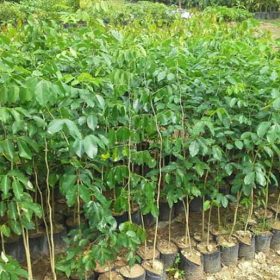 Cách trồng và chăm sóc cây giống gõ đỏ