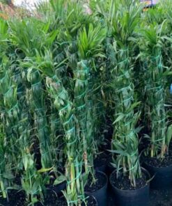 Cây cau Hawai Công dụng và ý nghĩa phong thủy của cây cau Hawai