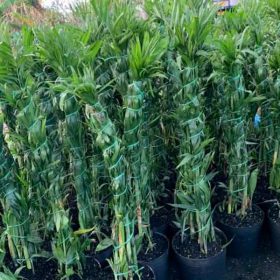 Công dụng và ý nghĩa phong thủy của cây cau Hawai