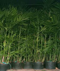 Cây cau Hawai Vị trí trồng cây cau Hawai đẹp