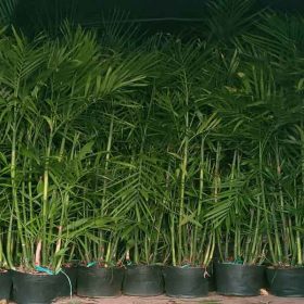 Vị trí trồng cây cau Hawai đẹp