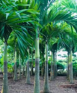 Cây cau vua Kỹ thuật trồng và chăm sóc cây cau vua giống