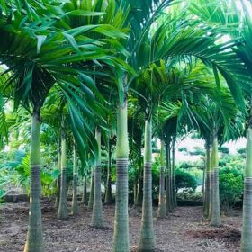 Kỹ thuật trồng và chăm sóc cây cau vua giống