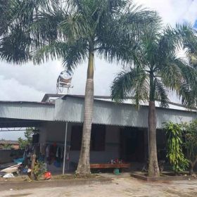 Công dụng nổi bật của cây cau vua