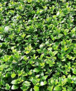 Cây ắc ó Kỹ thuật trồng và chăm sóc cây ắc ó đúng cách