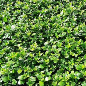 Kỹ thuật trồng và chăm sóc cây ắc ó đúng cách