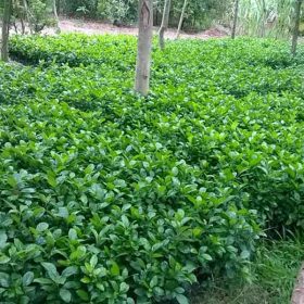 Tác dụng nổi bật của cây ắc ó