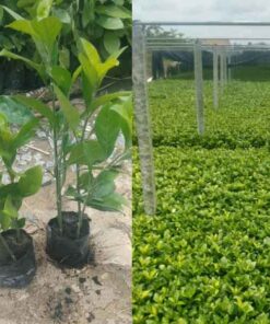 Cây ắc ó cay ac o trong vien