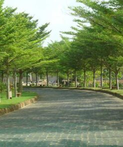 Cây bàng đài loan cay bang dai loan giong tot
