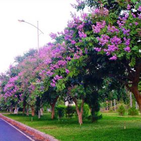 Hướng dẫn về kỹ thuật trồng và chăm sóc cây giống Bằng Lăng Tím