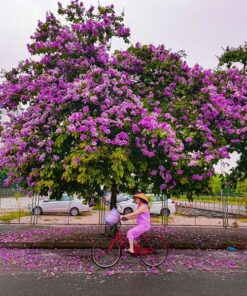 Cây bằng lăng tím cay bang lang tim chat luong