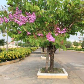 Ý nghĩa của cây Bằng Lăng tím