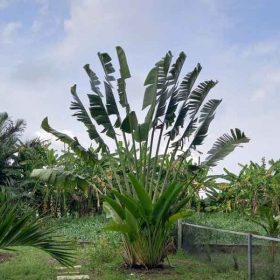 Đặc điểm sinh thái của cây chuối rẻ quạt cảnh