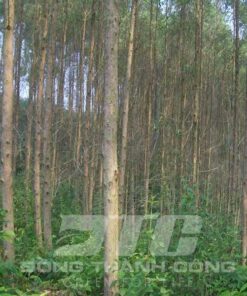 Cây Bạch Đàn cay giong bach dan tot gia re