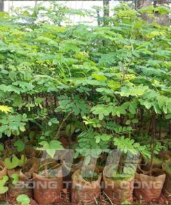 Cây cẩm lai Đặc điểm chung của cây cẩm lai