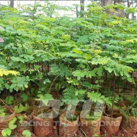 Đặc điểm chung của cây cẩm lai
