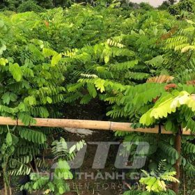 Cách trồng cây cẩm lai giống