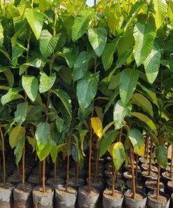 Cây dầu rái Mục đích trồng cây giống Dầu Rái