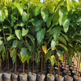 Mục đích trồng cây giống Dầu Rái
