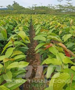 Cây dầu rái cay giong dau rai uy tin