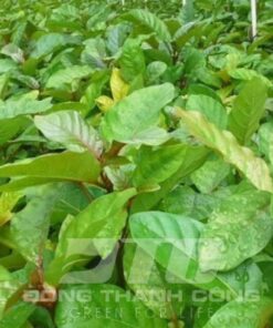 Cây gáo vàng cay giong gao vang chat luong