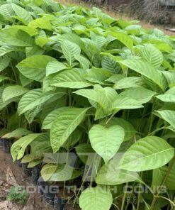 Cây gáo vàng Kỹ thuật trồng và chăm sóc cây gáo vàng giống