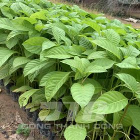 Kỹ thuật trồng và chăm sóc cây gáo vàng giống