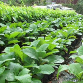 Đặc điểm chung về cây giá tỵ (Gỗ Tếch)