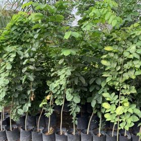 Nguồn gốc và đặc điểm của cây Giáng Hương