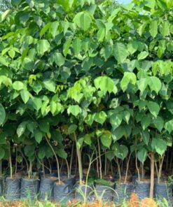 Cây giáng hương Hướng dẫn cách trồng và chăm sóc cây giáng hương giống