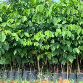 Hướng dẫn cách trồng và chăm sóc cây giáng hương giống