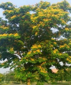 Cây giáng hương Cách chăm sóc cây giống Giáng Hương