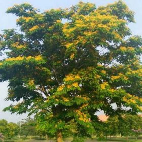 Cách chăm sóc cây giống Giáng Hương