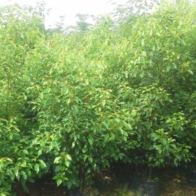 Tìm hiểu về một số những đặc điểm của cây long não