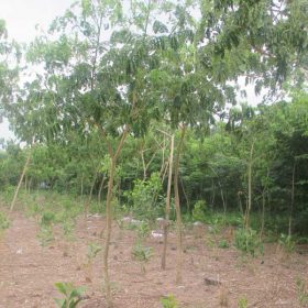 Chọn mua cây giống me tây ở đâu chất lượng