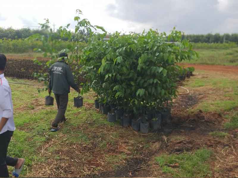 Công ty cây giống Đồng Thành Công vận chuyển cây giống lâm nghiệp