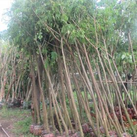 Những công dụng thường thấy của cây Me Tây