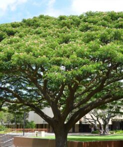 Cây me tây (muồng ngủ) Cây me tây có hoa trồng công trình