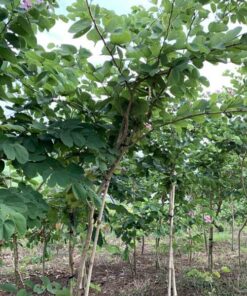 Cây móng bò Một số lợi ích nổi bật khi trồng cây Móng Bò
