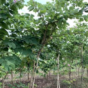 Một số lợi ích nổi bật khi trồng cây Móng Bò