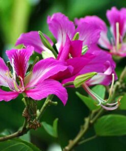 Cây móng bò Hình ảnh hoa cây móng bò