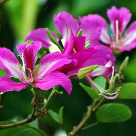 Hình ảnh hoa cây móng bò